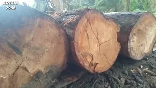Amazing wood sawmill..3 BTANG MERANTI BESAR