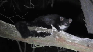 Greater Glider (Petauroides volans), Gliding Possum, Strathbogie State Forest 2.