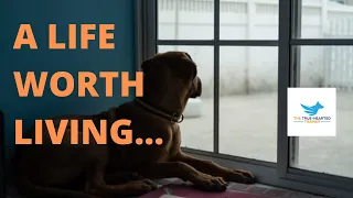 'A LIFE WORTH LIVING' | CONCEPTS IN DOG BEHAVIOUR