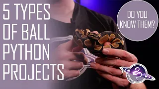 5 Types of Ball Python Projects | Pets to $$$ Snakes!