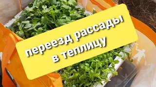 Переезд рассады в теплицу в апреле /Погода в подмосковье в апреле/Луковичные в кашпо