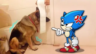 Trending Funny Animals 2023 😂 Funniest Cats And Dogs Videos 😾🐶 Sonic in Real Life!