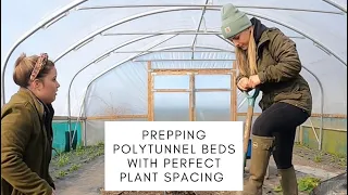 Prepping beds in the polytunnel [perfect plant spacing] 🌱 #shorts