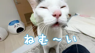 眠くなって甘えに来た猫が可愛い…！