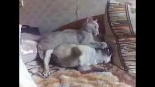 Беззубик & кошка Дэвида Блейна))