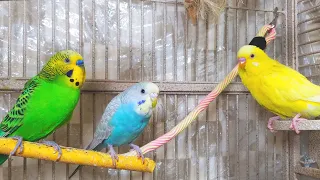 3 Hr Happy Parakeets Eating Singing Playing, Budgies Chirping. Reduce Stress of lonely Bird Videos