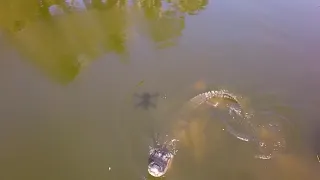alligators dont like drones