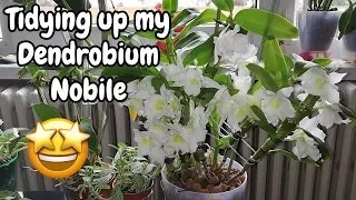 Removing Older Canes On Orchids - Tidying Up A Dendrobium Nobile Orchid