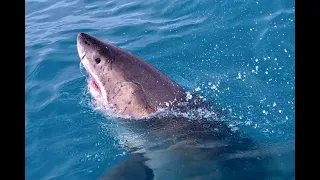 Man Sleeping on Boat Killed by 12 Foot Shark