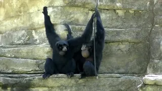 Funny Gibbons Playing, Climbing & calling