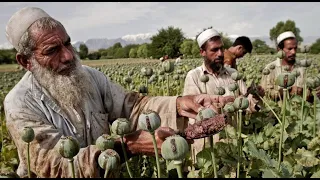 Afghanistan Drug Trade | Opium Business | INT Documentary