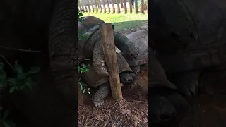 Zoo Atlanta - Mating Aldabra Giant Tortoise