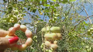 Jungle Jalebi (Pithecellobium dulce) Fruits harvesting