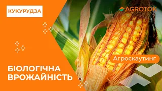 🔍🌽 ЯК ВИЗНАЧИТИ БІОЛОГІЧНУ ВРОЖАЙНІСТЬ КУКУРУДЗИ? 🌽🔍