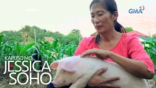 Kapuso Mo, Jessica Soho: Baboy o ako?