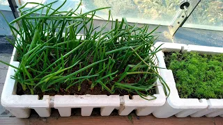 HOW TO GROW ONIONS IN POTS? GROWING ONIONS ON THE TERRACE, ON THE BALCONY, IN POTS.