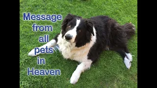 A Message From All Pets In Heaven - Rainbow Bridge