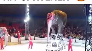 Дичь слон упал на зрителей
