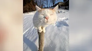ANIMALS in WINTER - Best selection!