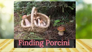 Hunting for porcini mushrooms, fall northern California