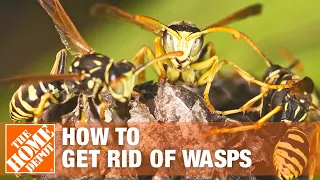 How to Get Rid of Wasps Around the House | The Home Depot