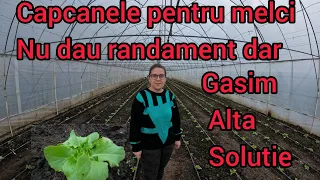 Capcanele pentru melci nu au funcționat foarte bine dar am găsit o rezolvarea