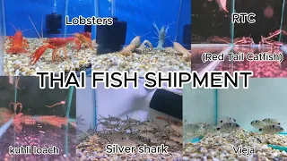 "Unboxing New Thai Fish Shipment: Exotic Beauties for Your Aquarium!"