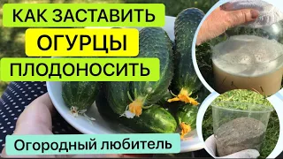 КАК ЗАСТАВИТЬ ОГУРЦЫ ПЛОДОНОСИТЬ?! // правильная подкормка