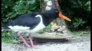 Oyster Catcher Bird On Spring Monday Visit To My Cottage Garden Scone Perth Perthshire Scotland