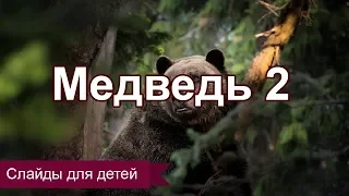 Медведь 2(Медвежий характер). Слайды для детей. МСЦ ЕХБ