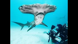 Wildlife Adventures and Filming  with Filipe DeAndrade