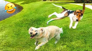 Funny Dogs And Cats Videos 2023 ðŸ˜… - Best Funniest Animal Videos Of The Month #4