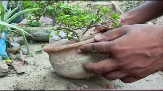 Jade bonsai pruning #bonsai #jadebonsai #pruning @planttuber4280