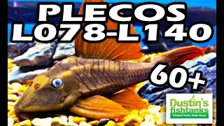 PLECOS 60+ Pleco Fish - Showing the L Plecos L078-L140