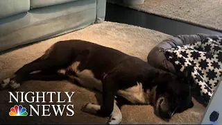 Italian Ikea Opens Up Its Doors For Stray Dogs | NBC Nightly News