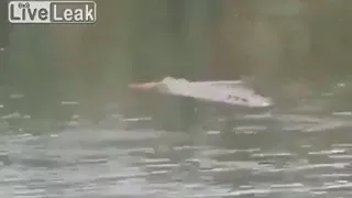 Horrifying video of shaman dragged under water by crocodile