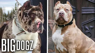 Meet Aftermath's Son - Marshall The 115lb Merle Bully | BIG DOGZ