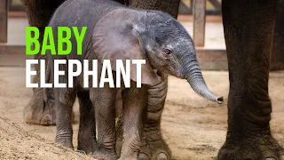 Toledo Zoo's Elephant Herd Grows with Arrival of Newborn Calf