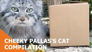 Cheeky Pallas's Cat Compilation