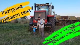 Синий трактор разгружает сено /#Кировец и #Беларус работают вместе / Заготовка сена на зиму