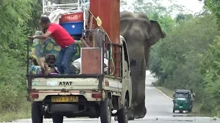 The man who behaves stupidly when the wild elephant attacks a bus.