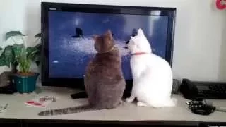 CATS REACT TO BIRD TV