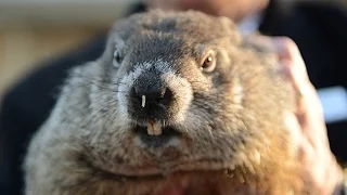 Groundhog Day: Punxsutawney Phil predicts a rare early spring