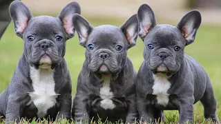 French Bulldog SOO Cute! Funny and Cute French Bulldog Puppies Compilation cute moment