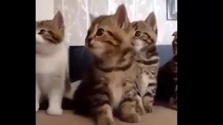 Funny cat - funny cats compilation 2017  - best funny cat videos ever || funny vines
