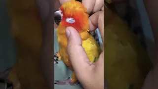 This is how I massage my Bird | Parrot Playing with me | #adorable #parrots Bird | DODO #shorts