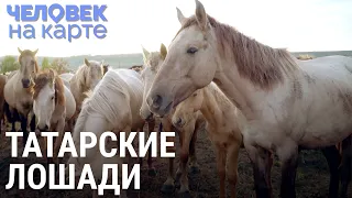 Татарские лошади | ЧЕЛОВЕК НА КАРТЕ