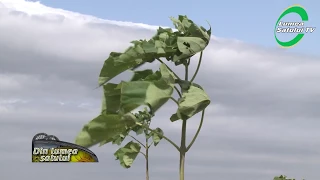 Cât se câștigă din afacerea cu Paulownia