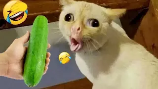 New Funny Animals 2024 👋😍 Funniest Dogs and Cats 🐈🐕