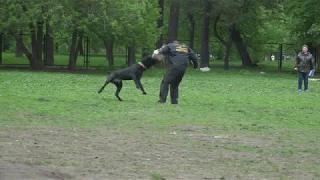 Русский черный терьер. Второй монопородный чемпионат по дисциплине ЗКС.